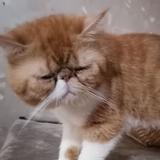 （分類：）位於 。 由 qsazwqwe 提交（商品編號 1370225784，圖片 1）。簡介： 。