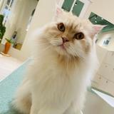 由 weiwei56 (刊登 ID 1378534846，圖片 1) 提交，位於 的 (類別：)，說明：。