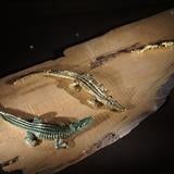 （分類：）位於 。 由 reborn_reborn 提交（商品編號 1314779725，圖片 1）。簡介： 。