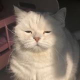 由 niqiann (刊登 ID 1385923101，圖片 1) 提交，位於 的 (類別：)，說明：。