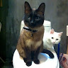 (Category: ) located in . Submitted by charineecc (Listing ID 1443086615, Image 1). Description: .