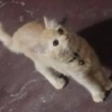 (Category: ) located in . Submitted by v_carla (Listing ID 1456532182, Image 1). Description: .