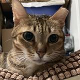 （分類：）位於 。 由 sellsmall 提交（商品編號 1130963434，圖片 1）。簡介： 。