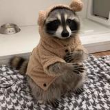 (Category: ) located in . Submitted by hotcakeandsyrup (Listing ID 1384966914, Image 1). Description: .