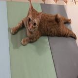 （分類：）位於 。 由 nickcarol 提交（商品編號 1384621455，圖片 1）。簡介： 。