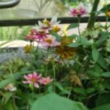 (Category: ) located in . Submitted by zinniagrace (Listing ID 1374023208, Image 1). Description: .