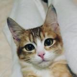 （分類：）位於 。 由 hotikk 提交（商品編號 1383440850，圖片 1）。簡介： 。