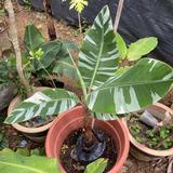 (Category: ) located in . Submitted by precious_garden (Listing ID 1330444441, Image 1). Description: .
