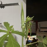 (Category: ) located in . Submitted by vnnnnnn_ (Listing ID 1268479373, Image 1). Description: .