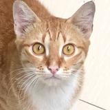 (Kategori: ) berada di . Dikirim oleh dinnieananda (ID iklan 1386108627, Gambar 1). Deskripsi: .