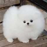 （分類：）位於 。 由 dogoto 提交（商品編號 1278979793，圖片 1）。簡介： 。