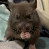 （分類：）位於 。 由 kinseyyyy 提交（商品編號 1161156417，圖片 1）。簡介： 。