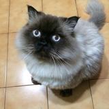 由 nanyalee (刊登 ID 1382766604，圖片 1) 提交，位於 的 (類別：)，說明：。