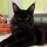 (Category: ) located in . Submitted by purrfect_preluvd (Listing ID 1386675080, Image 1). Description: .