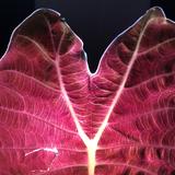 (Category: ) located in . Submitted by sabbatical.leaf (Listing ID 1301046147, Image 1). Description: .