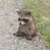 (Category: ) located in . Submitted by ismochies (Listing ID 1441723260, Image 1). Description: .