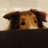 (Category: ) located in . Submitted by hhrmin (Listing ID 1378224191, Image 1). Description: .