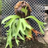 (Category: ) located in . Submitted by jbahseng (Listing ID 1379590354, Image 1). Description: .