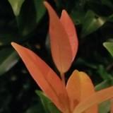（分類：）位於 。 由 jhnxsdc 提交（商品編號 1371575690，圖片 1）。簡介： 。