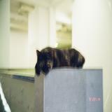 (Category: ) located in . Submitted by heyhiiho (Listing ID 1368018868, Image 1). Description: .