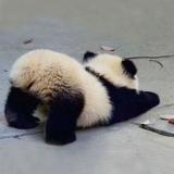 （分類：）位於 。 由 icyingg 提交（商品編號 1383384042，圖片 1）。簡介： 。