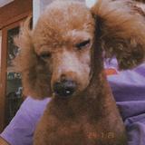 (Category: ) located in . Submitted by rachelcyz (Listing ID 1379472887, Image 1). Description: .