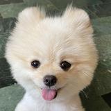 由 t___17 (刊登 ID 1367079771，圖片 1) 提交，位於 的 (類別：)，說明：。