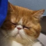 （分類：）位於 。 由 jimmykitkitkit 提交（商品編號 1364748057，圖片 1）。簡介： 。