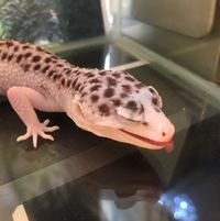 （分類：）位於 。 由 ada_302-93265 提交（商品編號 1345472113，圖片 1）。簡介： 。
