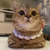 由 vanityfm (刊登 ID 1378495582，圖片 1) 提交，位於 的 (類別：)，說明：。