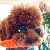 (分類:)位於 。 由 jollyjellyjumppin 提交(商品編號 1452132703,圖片 1)。簡介: 。