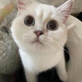 （分類：）位於 。 由 lasagnanita 提交（商品編號 1348171600，圖片 1）。簡介： 。