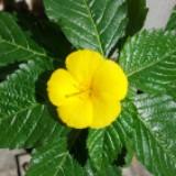 （分類：）位於 。 由 marigold1984 提交（商品編號 1362772882，圖片 1）。簡介： 。