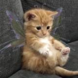 (Category: ) located in . Submitted by luckyfiya (Listing ID 1458323338, Image 1). Description: .