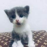 (Kategori: ) berada di . Dikirim oleh cebbi (ID iklan 1386586563, Gambar 1). Deskripsi: .