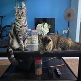 (Category: ) located in . Submitted by ahnieniee (Listing ID 1375258235, Image 1). Description: .