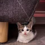 (Category: ) located in . Submitted by up4adoption (Listing ID 1151050991, Image 1). Description: .