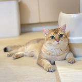 （分類：）位於 。 由 treasure_cat_villa 提交（商品編號 194687906，圖片 1）。簡介： 。