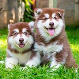 （分類：）位於 。 由 eikomh 提交（商品編號 1216016452，圖片 1）。簡介： 。