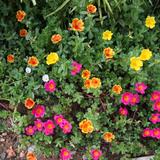 (Category: ) located in . Submitted by asissin (Listing ID 1378784296, Image 1). Description: .
