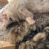 由 meow__s (刊登 ID 1449657775,圖片 1) 提交,位於 的 (類別:),說明:。