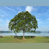(Category: ) located in . Submitted by yc3332 (Listing ID 1469847560, Image 1). Description: .