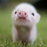 (Category: ) located in . Submitted by pigtwotters (Listing ID 1441740162, Image 1). Description: .