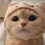 （分類：）位於 。 由 tomamato 提交（商品編號 1313697341，圖片 1）。簡介： 。