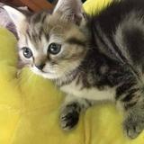 (Category: ) located in . Submitted by ssg.ts (Listing ID 1440977728, Image 1). Description: .