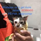 (Category: ) located in . Submitted by fish_thegroomer (Listing ID 1137985678, Image 1). Description: .