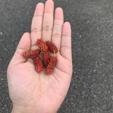 (Category: ) located in . Submitted by nirza (Listing ID 1382924370, Image 1). Description: .
