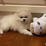 （分類：）位於 。 由 crystalbbbbbbb 提交（商品編號 1364455865，圖片 1）。簡介： 。