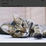 （分類：）位於 。 由 Jenjenferfer 提交（商品編號 1223834721，圖片 1）。簡介： 。