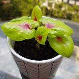 (Category: ) located in . Submitted by myhappypots (Listing ID 1375501904, Image 1). Description: .